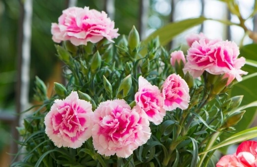 Carnations Care Guide