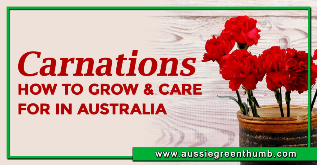 Carnations How to Grow and Care for in Australia