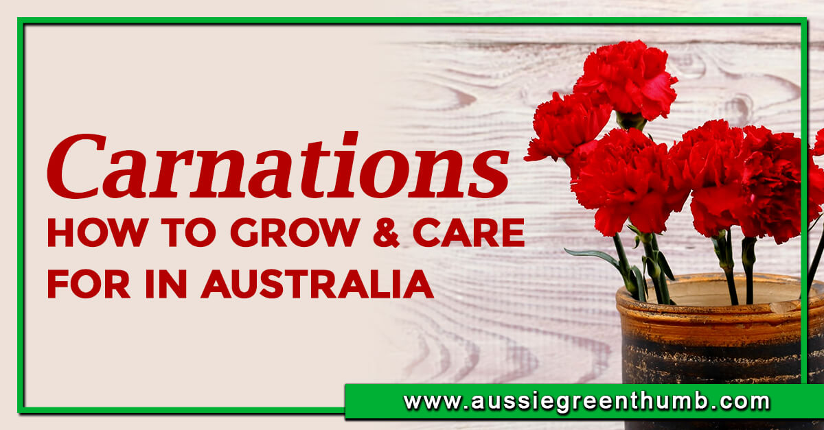 Carnations (Dianthus caryophyllus) How to Grow in Australia AGT