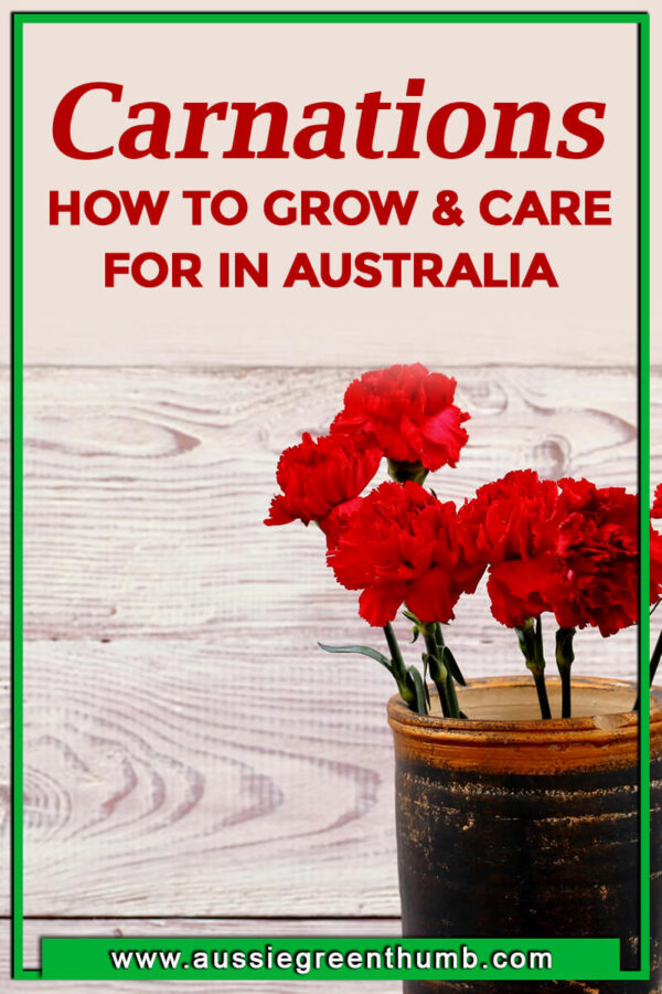 Carnations (Dianthus caryophyllus) How to Grow in Australia AGT