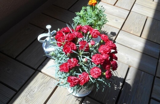 Carnations are the second most popular, commercially grown flower in the world