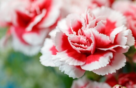 Carnations (Dianthus caryophyllus) are a wonderfully fragrant and delicate flower with a rich and meaningful history
