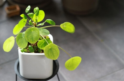 Chinese Money Plant are believed to bring good fortune and prosperity to those who grow it