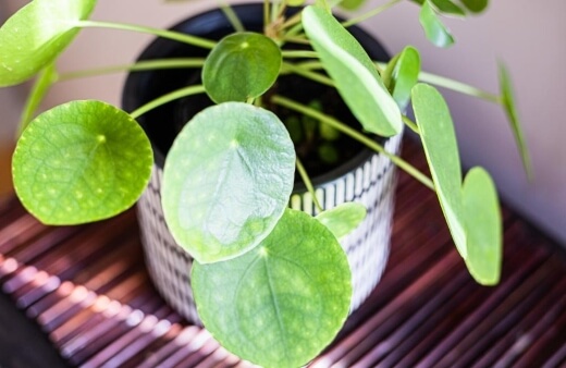 Chinese money plant, or Pilea peperomioides, originates from south China and produces succinct, coin-shaped leaves