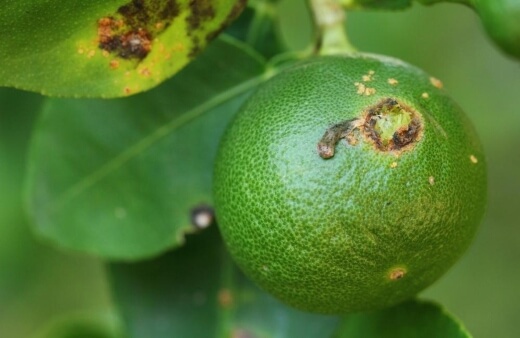 Citrus Tree Diseases that Cause Leaf Curl