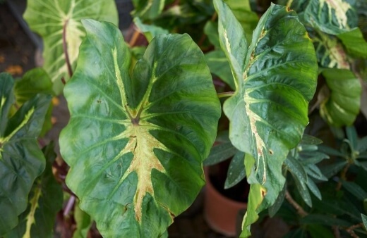 Common African Mask Plant Pests and Diseases