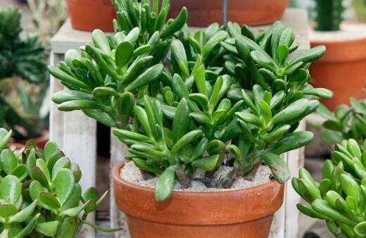 Crassula ovata, more commonly known as Jade plant or money tree, is a smaller growing succulent plant