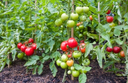 Different Tomato Types