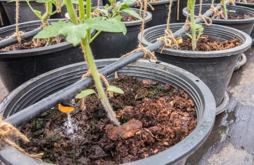 Drip irrigation typically involves a precise, controlled release of water, at or around the plant’s root system