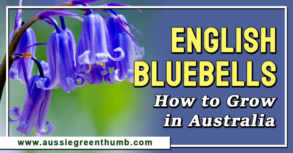 English Bluebells How to Grow in Australia