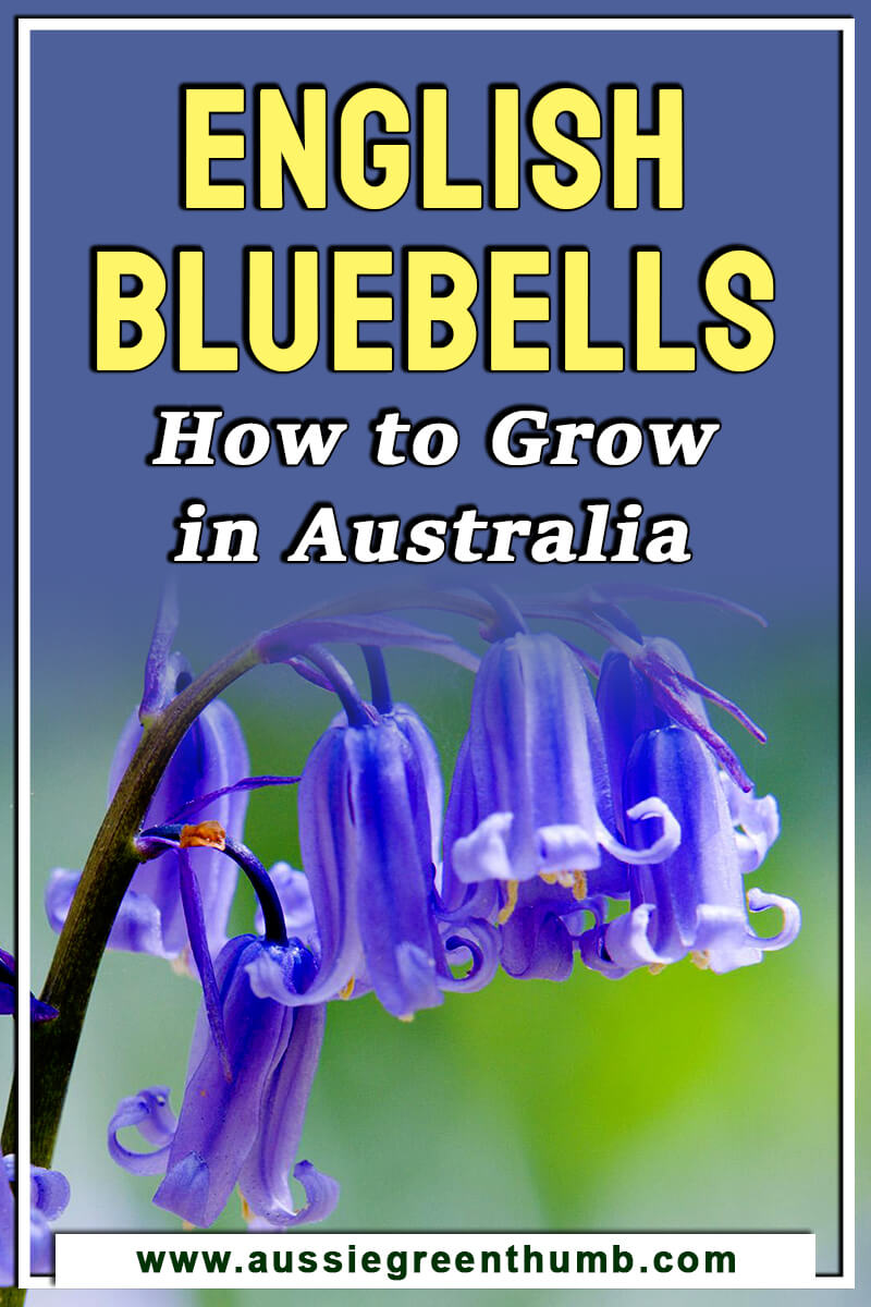 English Bluebells How to Grow in Australia