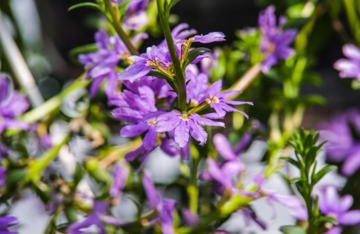 Fan flowers or Scaevola aemula is a popular shrub that’s perfectly suited to growing in pots outdoors