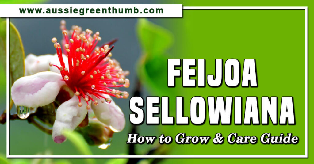 Feijoa Sellowiana How to Grow and Care Guide