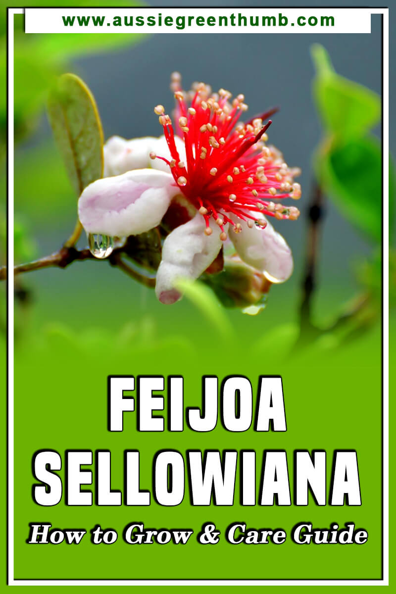 Feijoa Sellowiana How to Grow and Care Guide