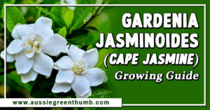 Gardenia Jasminoides (Cape Jasmine) Growing Guide