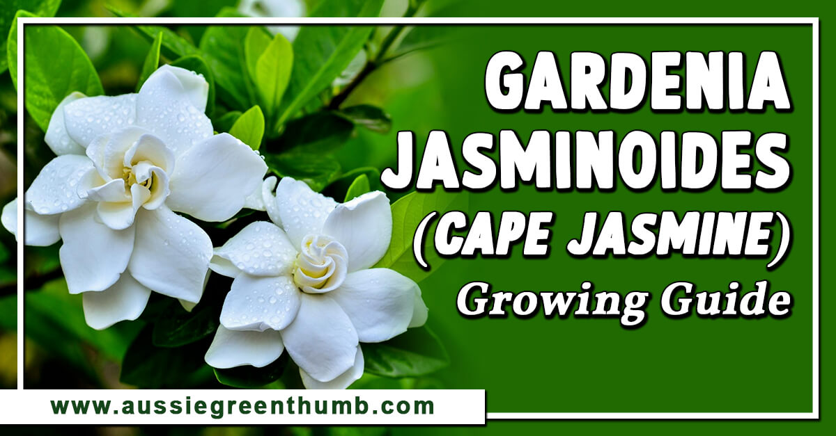 Gardenia jasminoides (Cape Jasmine) Growing Guide