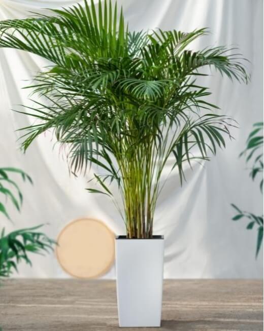 Golden Cane Palm produces a wealth of thin-fronded leaves that create a luscious appeal and beachy feel
