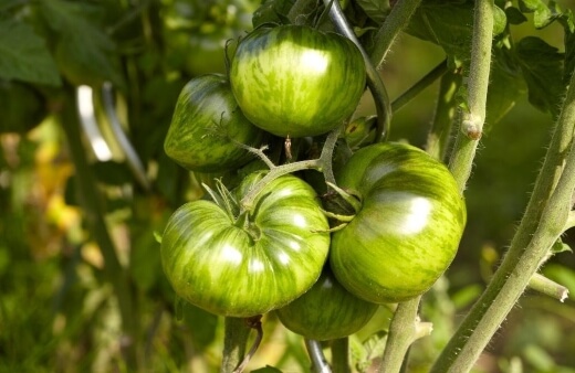 Green Zebra Tomato are one of the few tomatoes that stay green when they ripen
