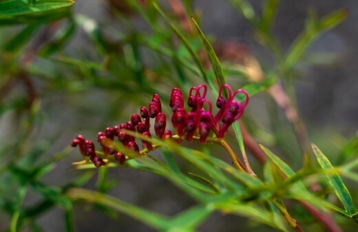 Grevillea Ground Cover is also known as the bronze rambler, grevillea ground cover has dense, fast-growing foliage which make it an easy landscaping choice