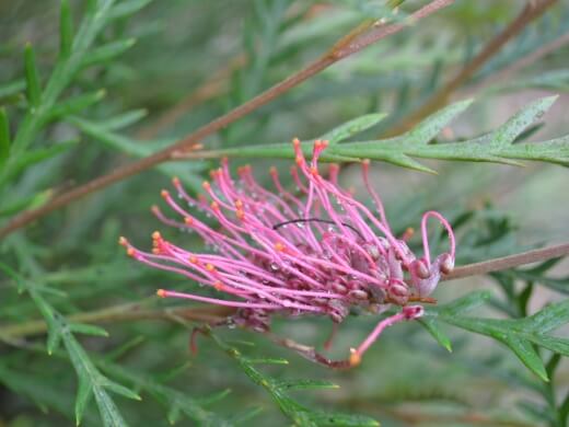Grevillea Ivanhoe is a hybrid of the longifolia and celery species with exciting and interesting toothed leaves
