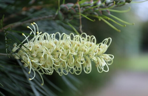 Grevillea Moonlight produces a beautiful array of ivory coloured flowers which bloom throughout the summer and long into autumn
