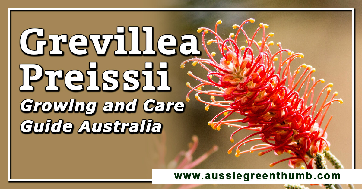 Grevillea preissii ‘Seaspray‘ Growing and Care Guide