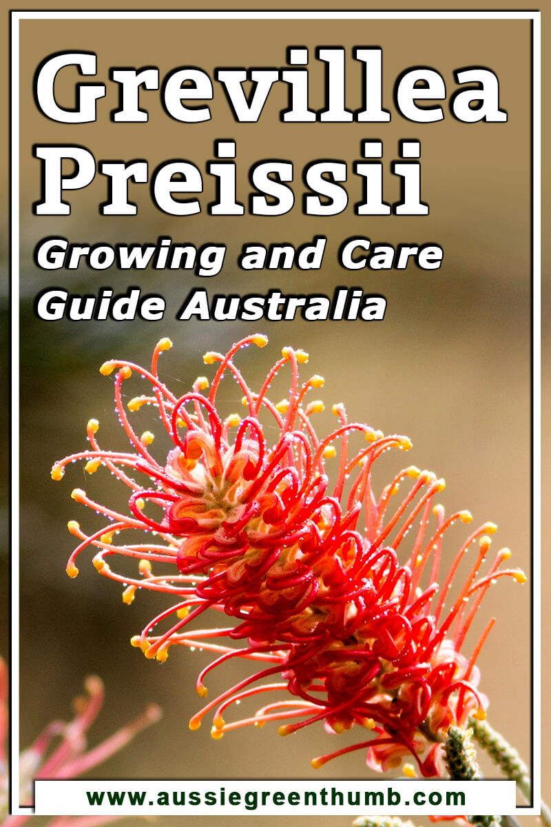 Grevillea Preissii Growing and Care Guide Australia