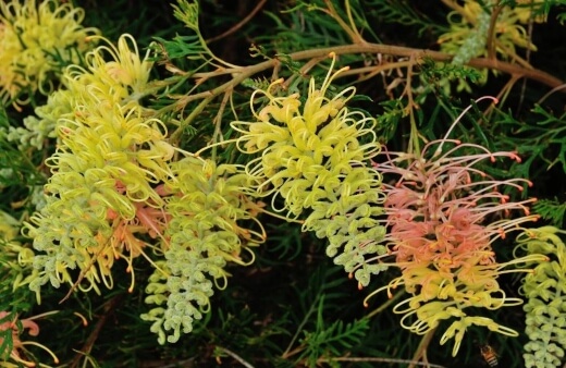 Grevillea peaches and cream has a unique flowering habit and small narrow leaves which create a lovely texture year-round