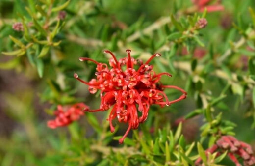 Grevillea ‘Seaspray’ are more tightly bunched flowers which form in large, brightly coloured clusters along with the grey-green foliage