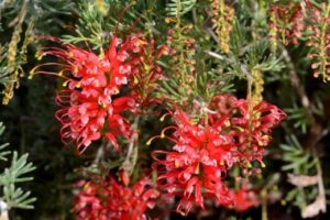 Grevillea seaspray or Grevillea preissii is a fantastic, smaller growing shrub with an exciting evergreen foliage and wonderfully bright flowers which bloom from winter through spring