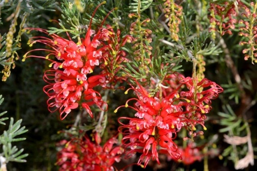 Grevillea ‘Seaspray’ or Grevillea preissii is a fantastic, smaller growing shrub with an exciting evergreen foliage and wonderfully bright flowers which bloom from winter through spring