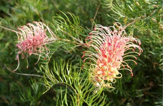 Grevilleas are grown all over Australia and are prized for their profuse flowering throughout the whole year