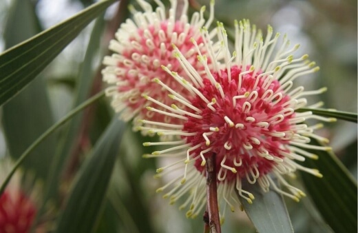 Hakeas are popular Australian natives that include a wide range of cultivars with surprisingly unique flowering habits