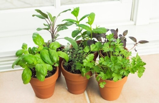 Herbs can be quite delicate plants and many of them are well-suited to grow indoors
