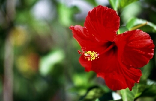 Hibiscus can most often be found growing vividly across the East Coast