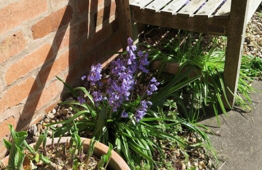 How To Grow Bluebells