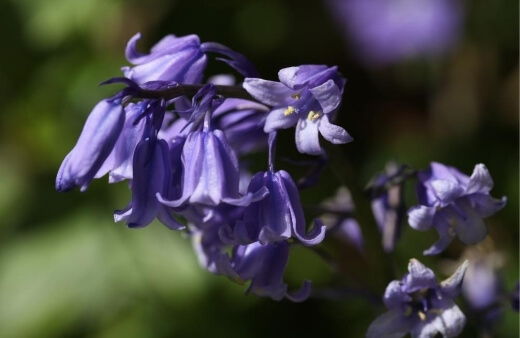 How to Care for Bluebells