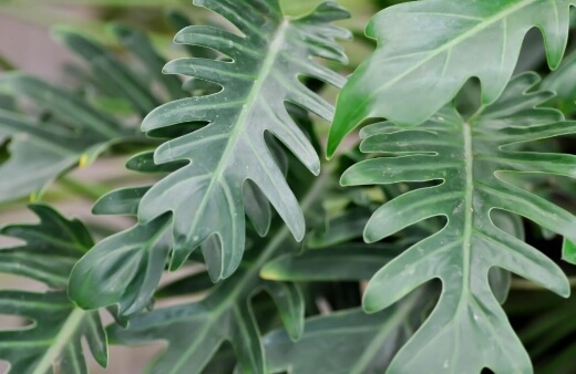 How to Care for Philodendron Xanadu