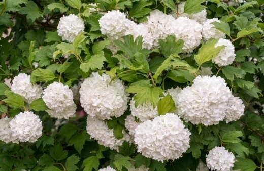 How to Care for Viburnum