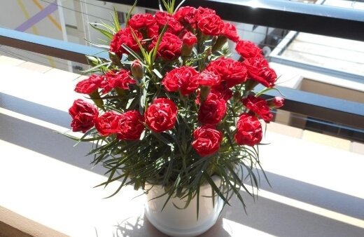 How to Grow Carnations