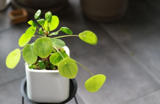 How to Grow Chinese Money Plant