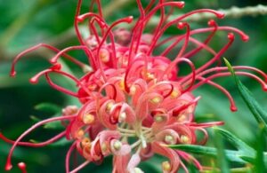 Grevillea preissii ‘Seaspray‘ Growing and Care Guide