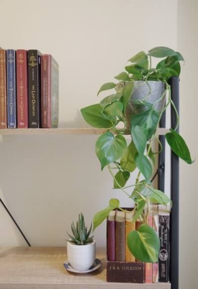 How to Grow Philodendron Brasil