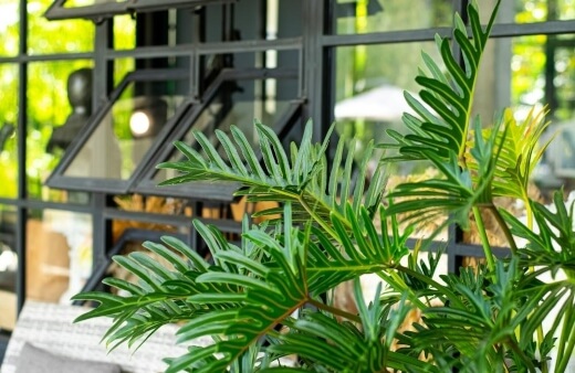 How to Grow Philodendron Xanadu