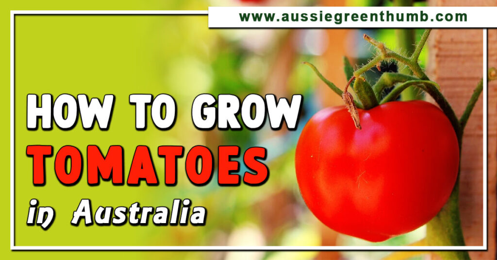 How to Grow Tomatoes in Australia