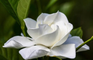 Gardenia jasminoides (Cape Jasmine) Growing Guide