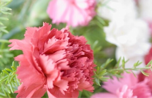 How to Propagate Carnation