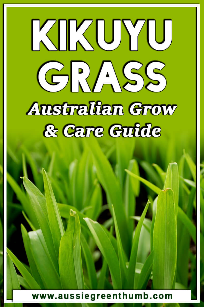 Kikuyu Grass Australian Grow & Care Guide