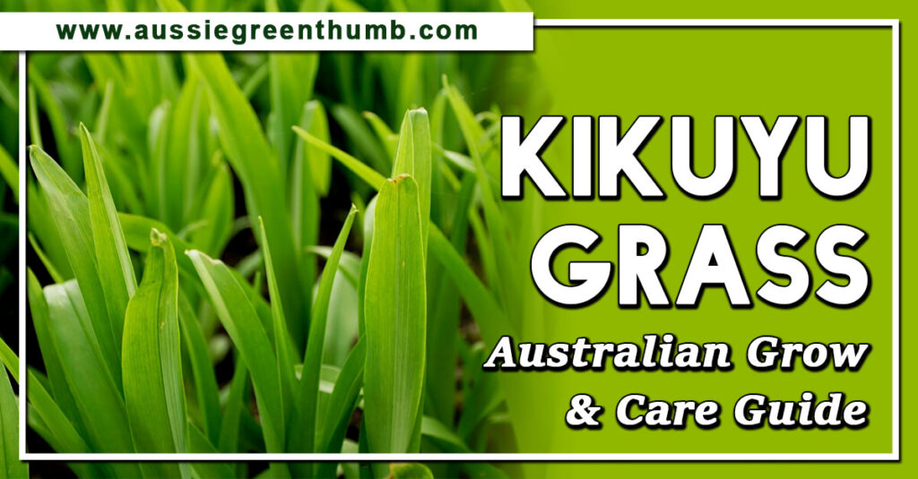 Kikuyu Grass Australian Grow & Care Guide