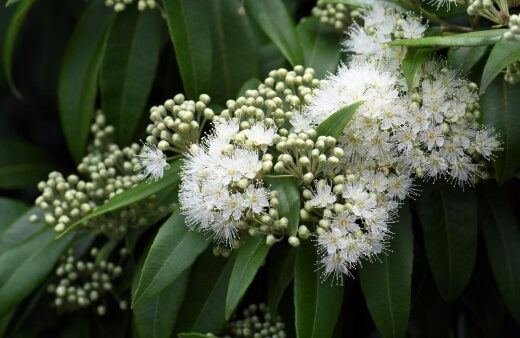 Lemon Myrtle is suited to a range of environments and has fantastically fragrant foliage
